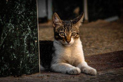 Portrait of cat sitting outdoors