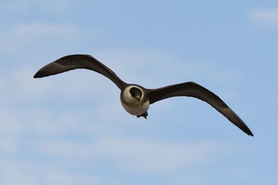 Low angle view of eagle flying in sky