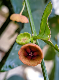 Close-up of flowering plant