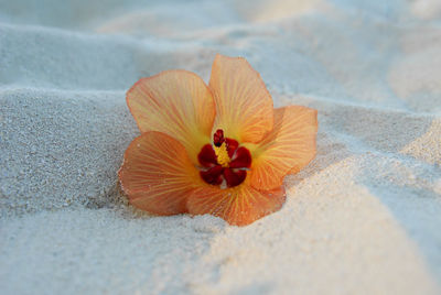 Close-up of orange flower on sand