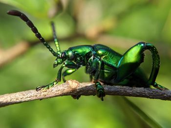 Close-up of insect on tree