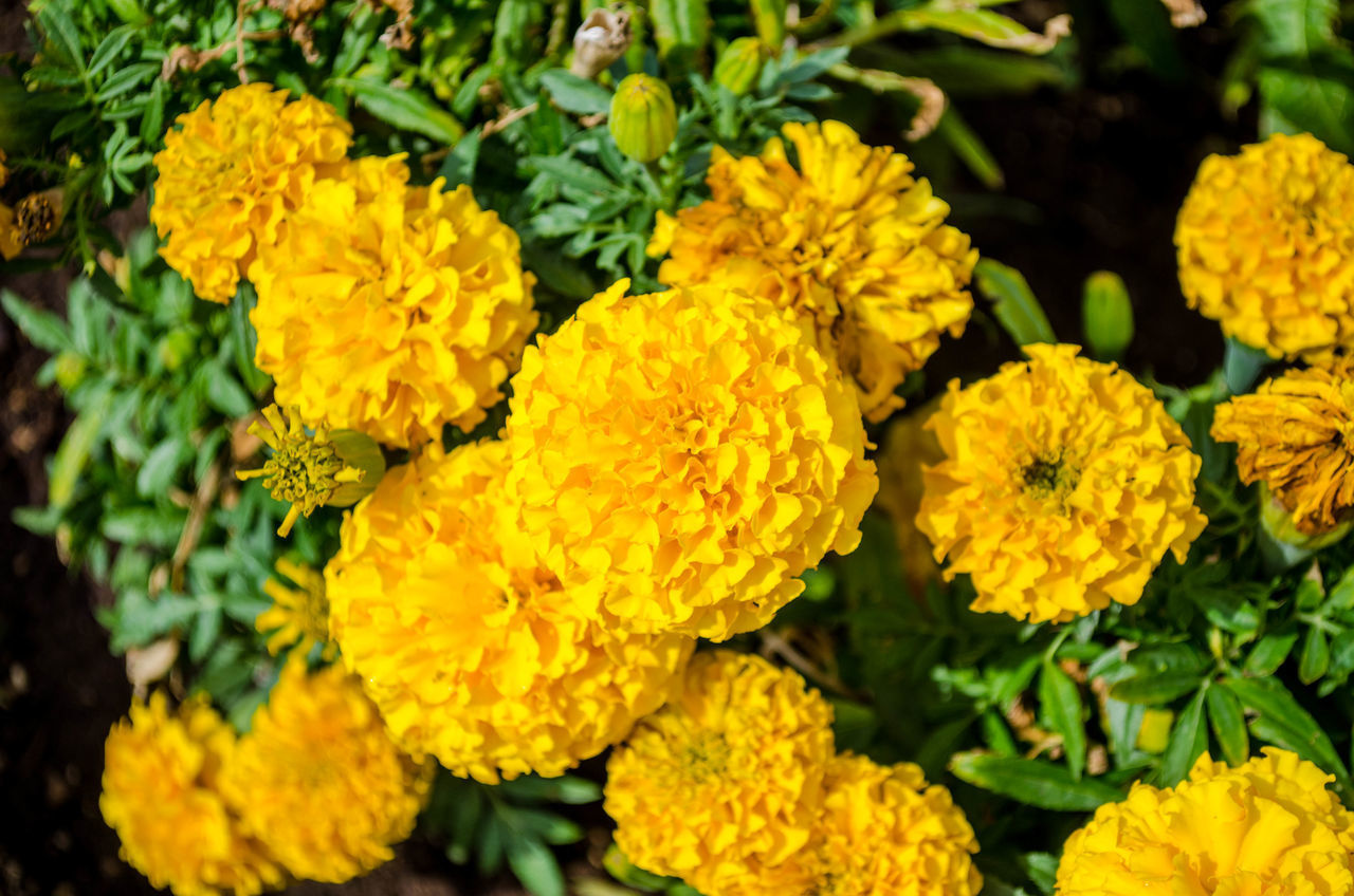 HIGH ANGLE VIEW OF YELLOW MARIGOLD FLOWERS