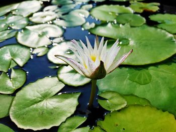 Close-up of lotus water lily in lake