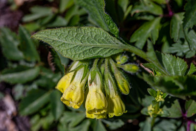 Close-up of red flowering plant