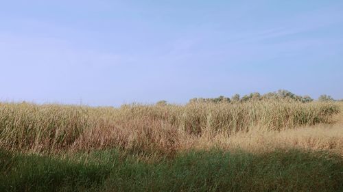 Scenic view of field against clear sky