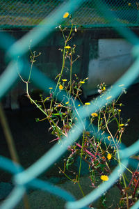 Close-up of plants growing by chainlink fence