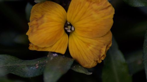 Close-up of yellow flower blooming outdoors