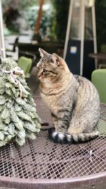 Close-up of cat sitting