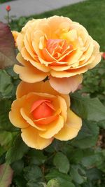 Close-up of orange rose