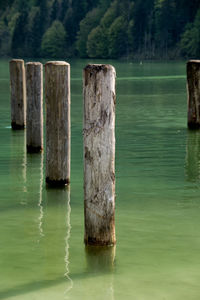 View of wooden posts in water