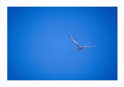 Bird flying against clear blue sky