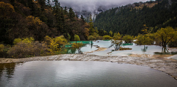 Scenic view of lake by trees in forest