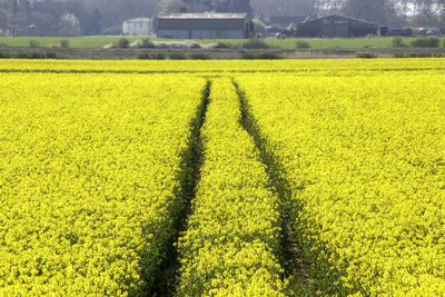 Shadow of yellow flower on field