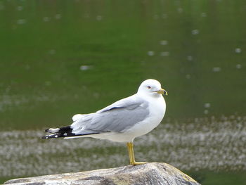 Close-up of seagull perching on rock