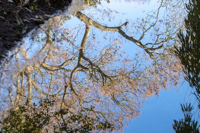 Low angle view of plants against sky