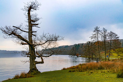 Bare tree by lake against sky