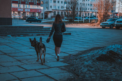 Full length of dog walking on street in city