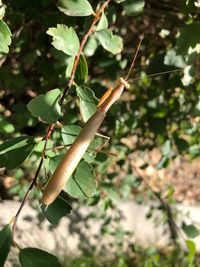 Close-up of lizard on plant