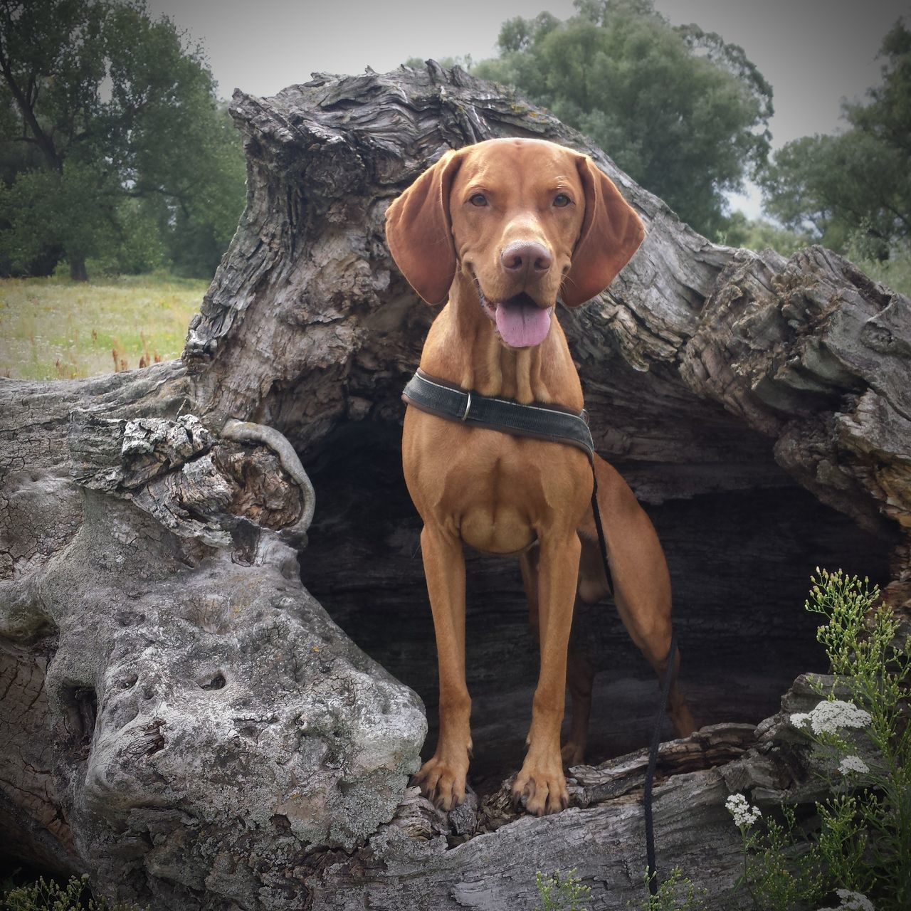 dog, canine, one animal, domestic, pets, mammal, domestic animals, animal themes, animal, tree, vertebrate, rock - object, solid, rock, plant, portrait, looking at camera, nature, no people, day, weimaraner