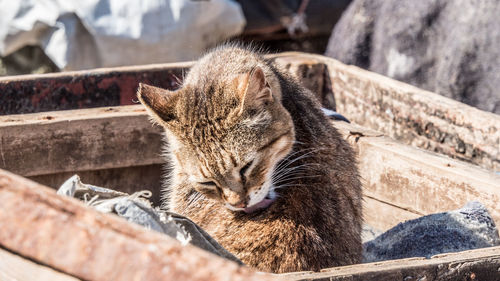 Close-up of a cat