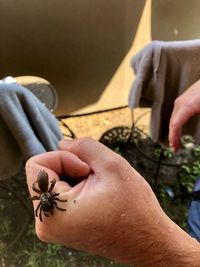 Cropped hand with spider