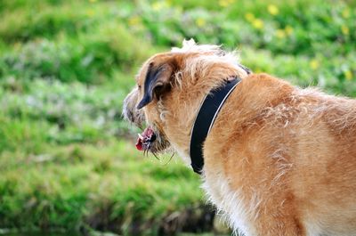 Close-up of a dog