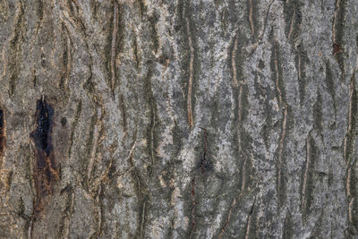 Full frame shot of tree trunk