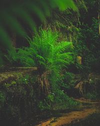 View of trees in the forest