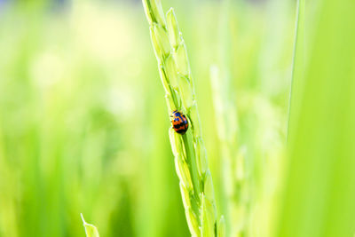 Close-up of ladybug on grass