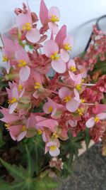 Close-up of pink flowers on tree