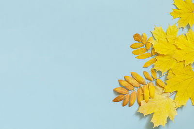 Close-up of yellow flowering plant against blue sky