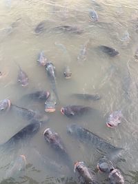 High angle view of fishes swimming in lake