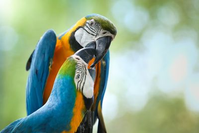 Close-up of a parrot