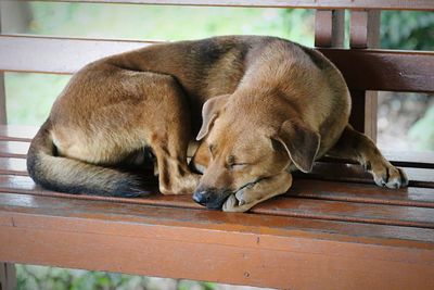 High angle view of dog sleeping on bench 