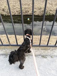 High angle view of dog standing outdoors