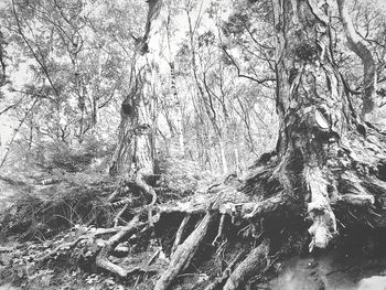 View of trees in forest