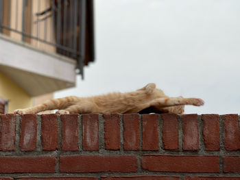Cat sleeping on wall