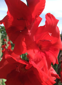 Close-up of red rose flower