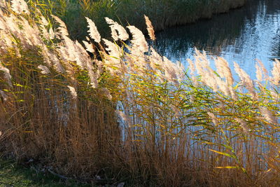 Scenic view of lake