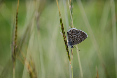 Close-up of butterfly on grass