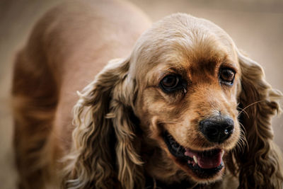 Close-up portrait of dog sticking out tongue