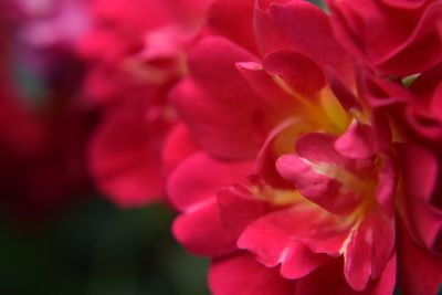 Close-up of flowers blooming outdoors