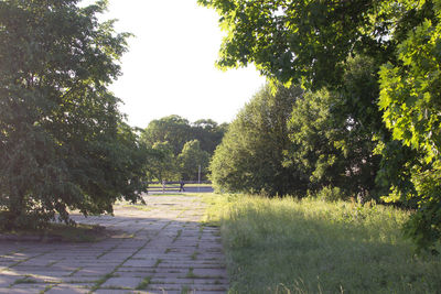 Footpath amidst trees