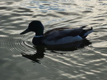 Duck swimming in lake