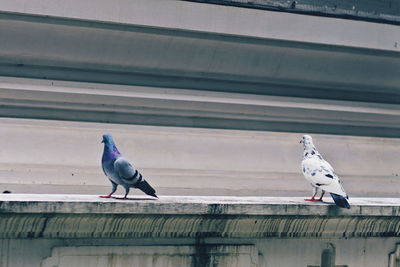 Seagull perching on railing against lake