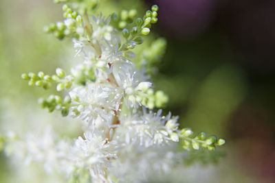 Close-up of white flowering plant