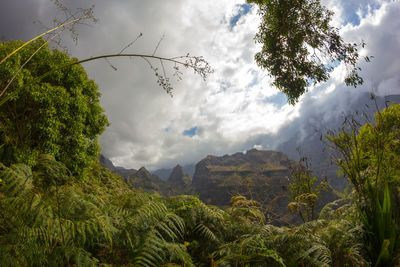 Low angle view of rocky mountain against cloudy sky seen from forest at reunion island