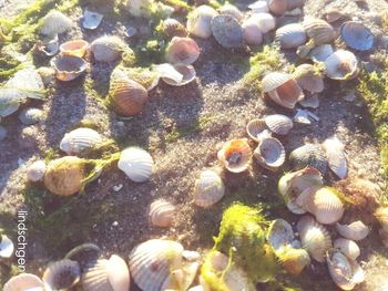pebble