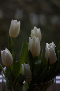 Close-up of white roses