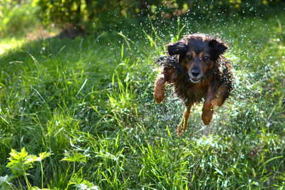 Dog running on field while splashing water